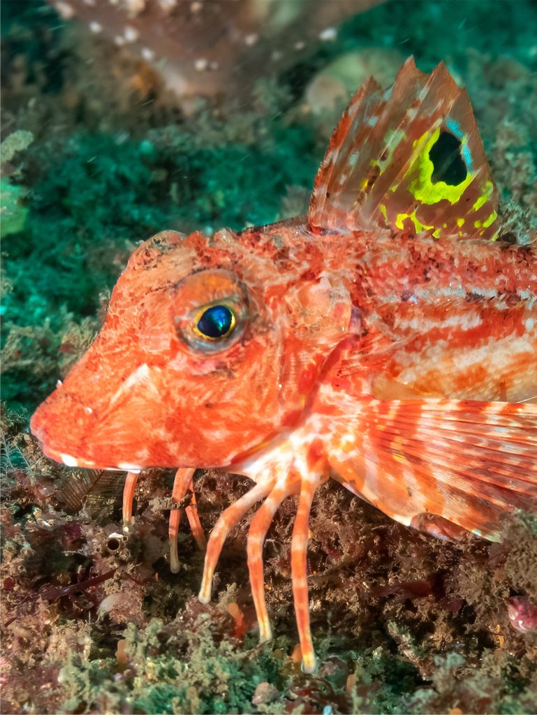 Fish With Legs Uses Them To ‘taste’ Seabed For Prey, New Research Reveals‌
‌