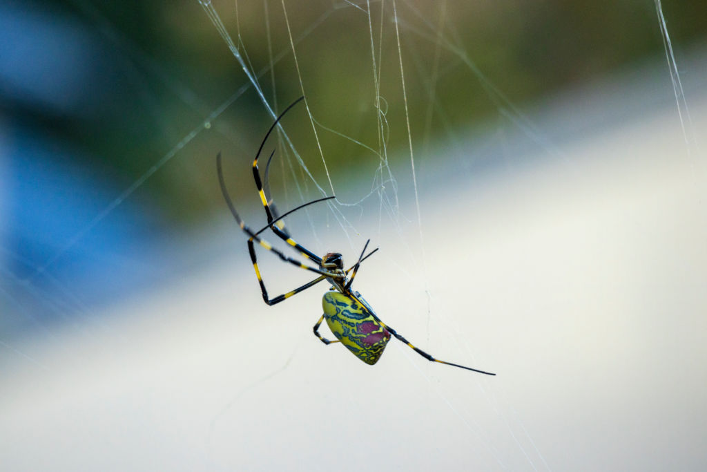 Venomous Flying Spiders Expected to Invade US