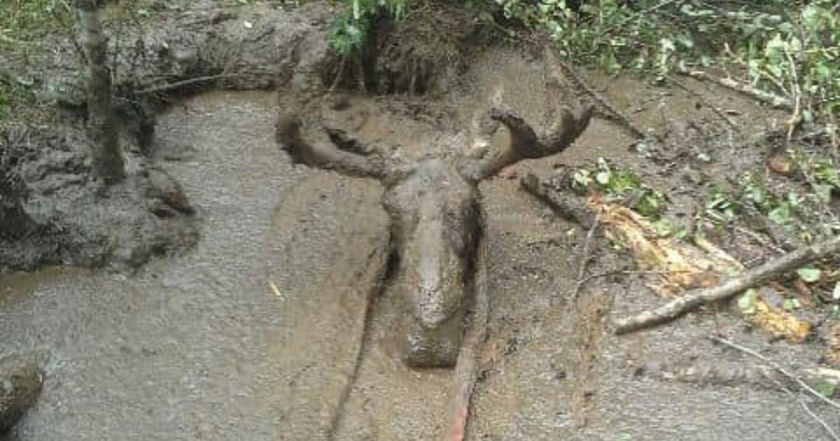Men Spot Moose Stuck in Mud Up to Its Head, Tie Straps Around Antlers to Pull Animal to Safety