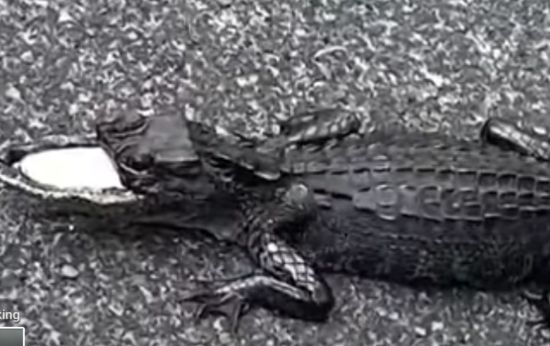 Woman Seeks Help for Half-Mouthed Alligator