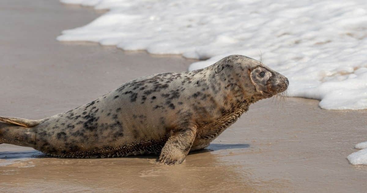 Eloise the Rescue Seal Returns to Ocean After 42-Day Recovery at National Aquarium