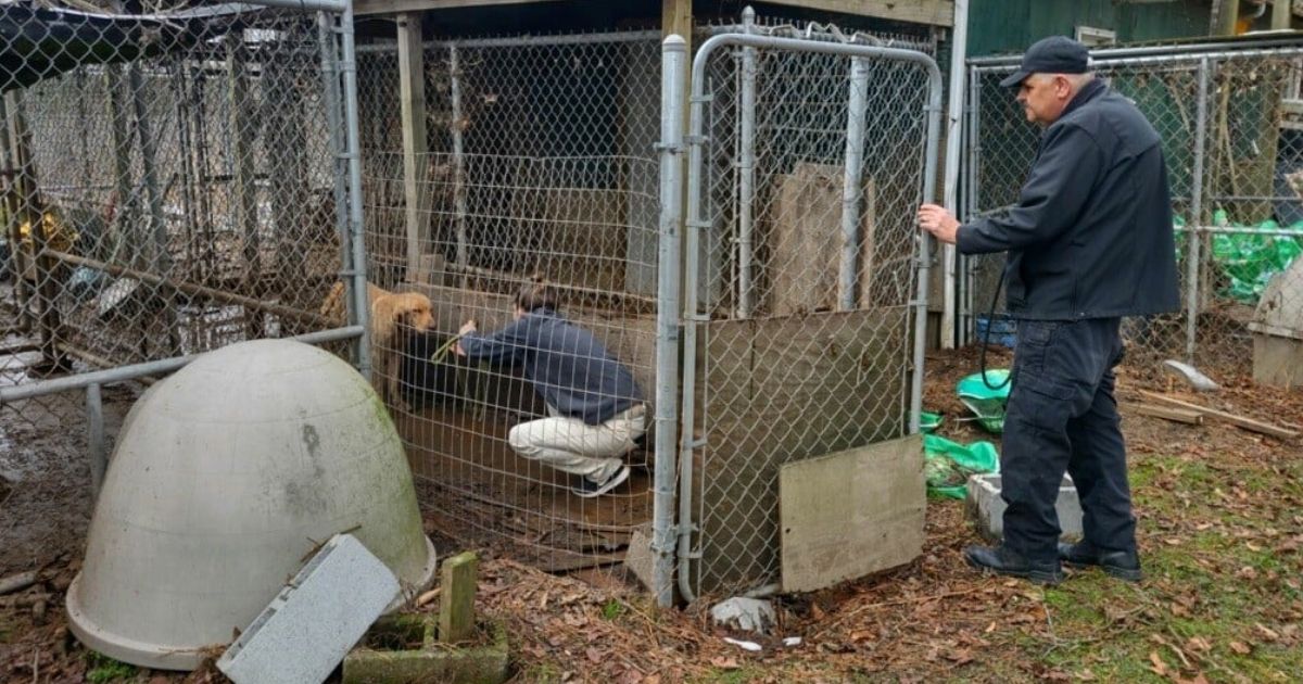 Authorities Rescue 61 Labradors from Property, Find Dead and Injured Dogs in Horrible Conditions