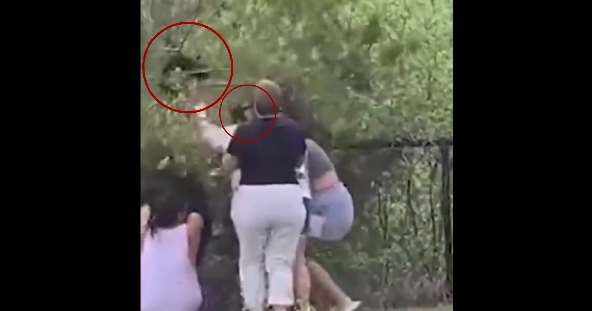 If You See a Bear Cub Alone in the Wild, Don’t Make the Same Mistake These People Did