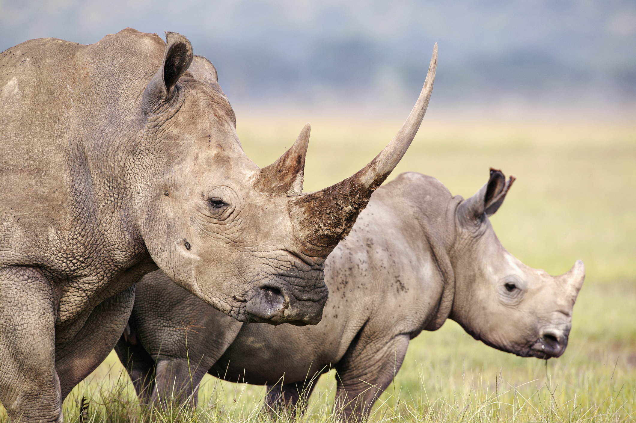 African Parks Rescue 2,000 Rhinos for Rewilding Project