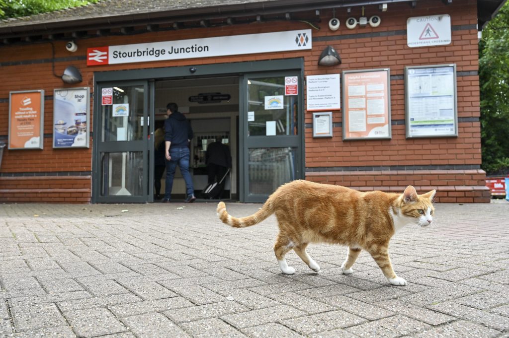 Feline Phenom: Train Station Cat George Captivates Global Fans‌
‌
