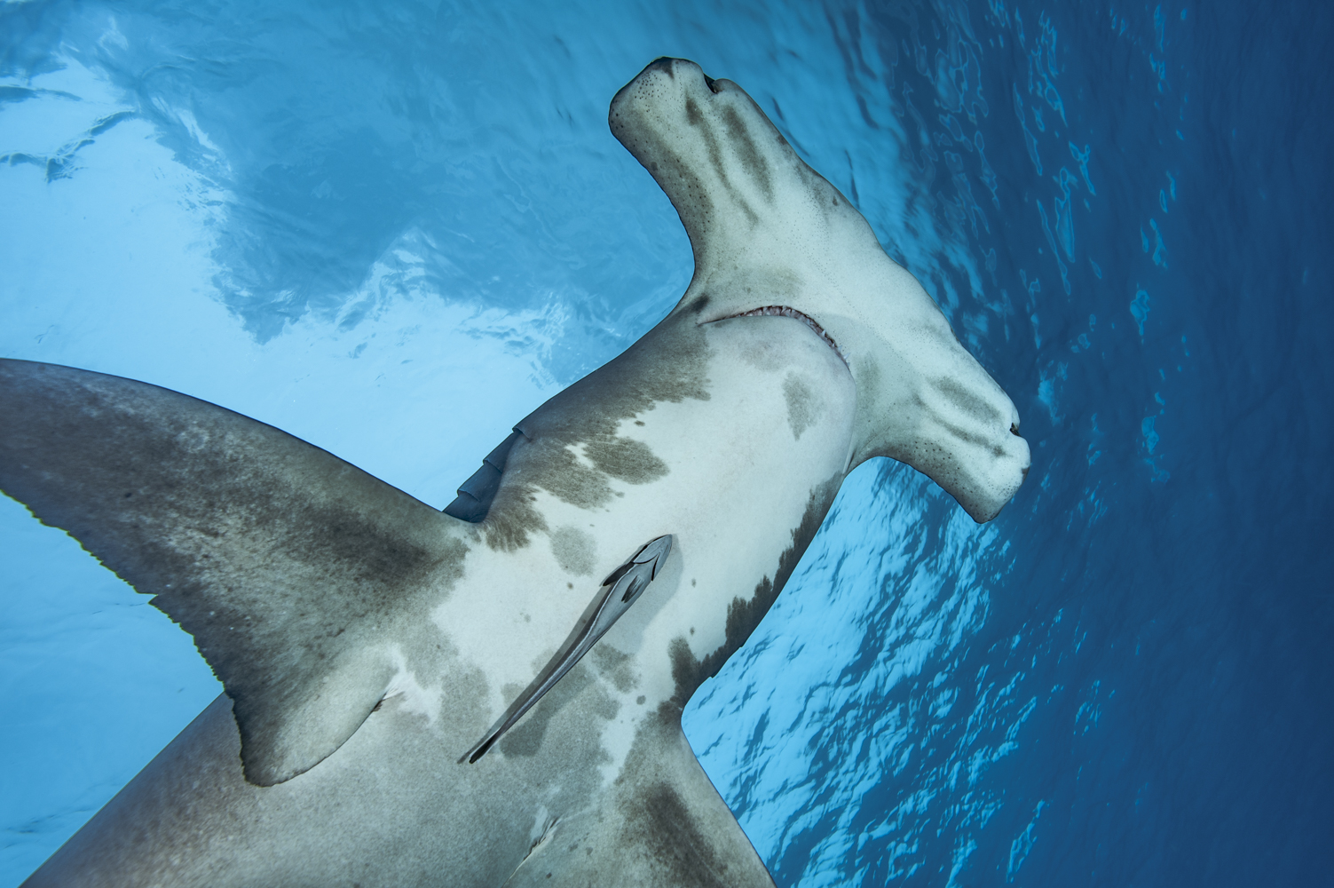Viral Video Captures Huge Hammerhead Shark Heading Straight for a Beach