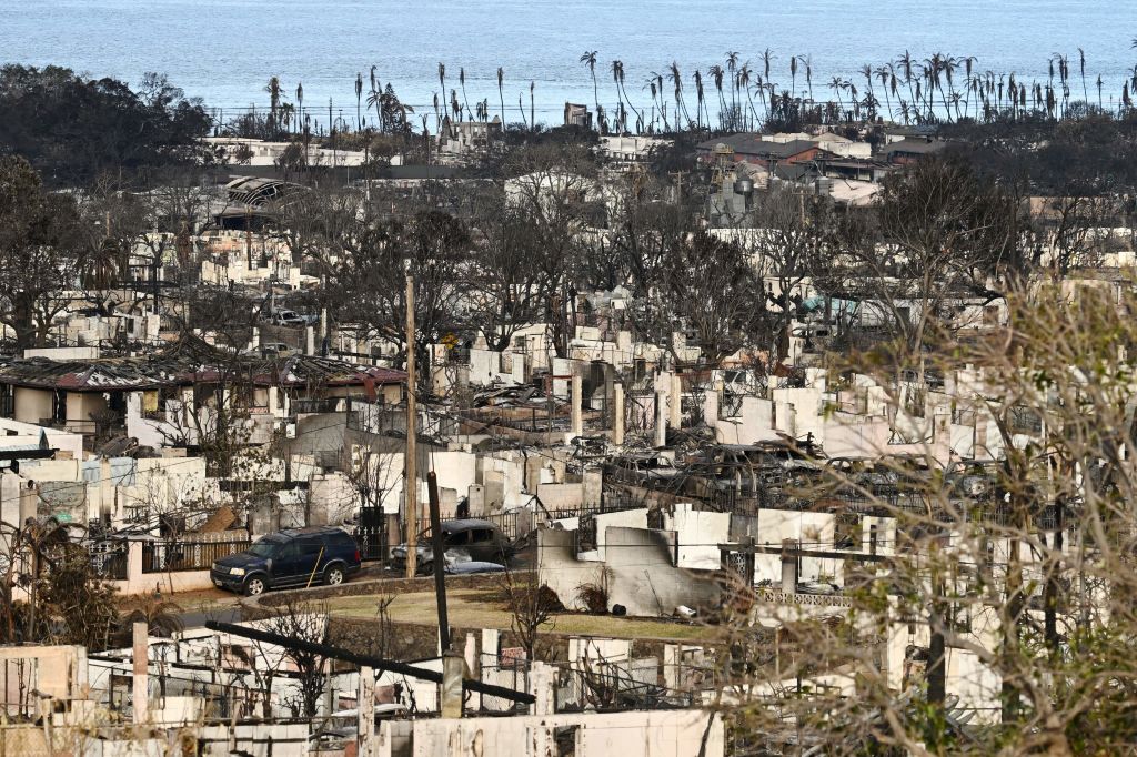 Animals Rescued After Maui Fire Suffered Paws Burned to the Bone, Estimated 3,000 Pets Still Missing