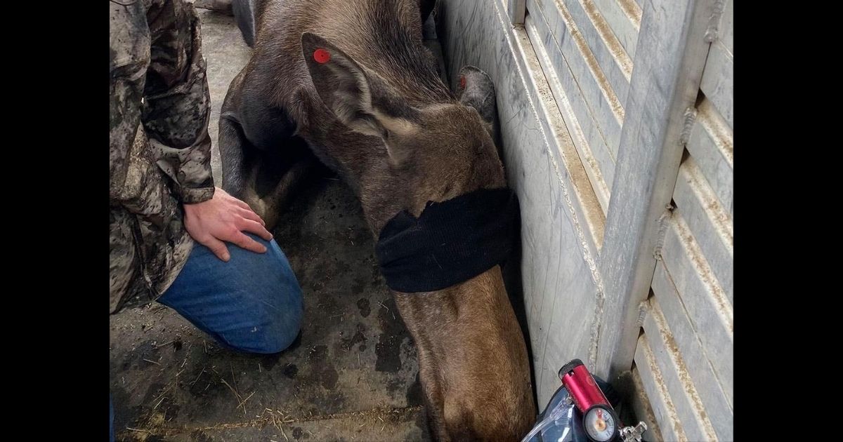 Colorado Wildlife Officer Rescues Moose Calf That Had Plummeted 4 Feet Into Burned Basement