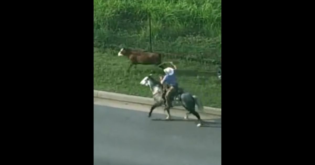 Real-Life Cowboy Lassoes Cow Running Loose on Oklahoma Highway