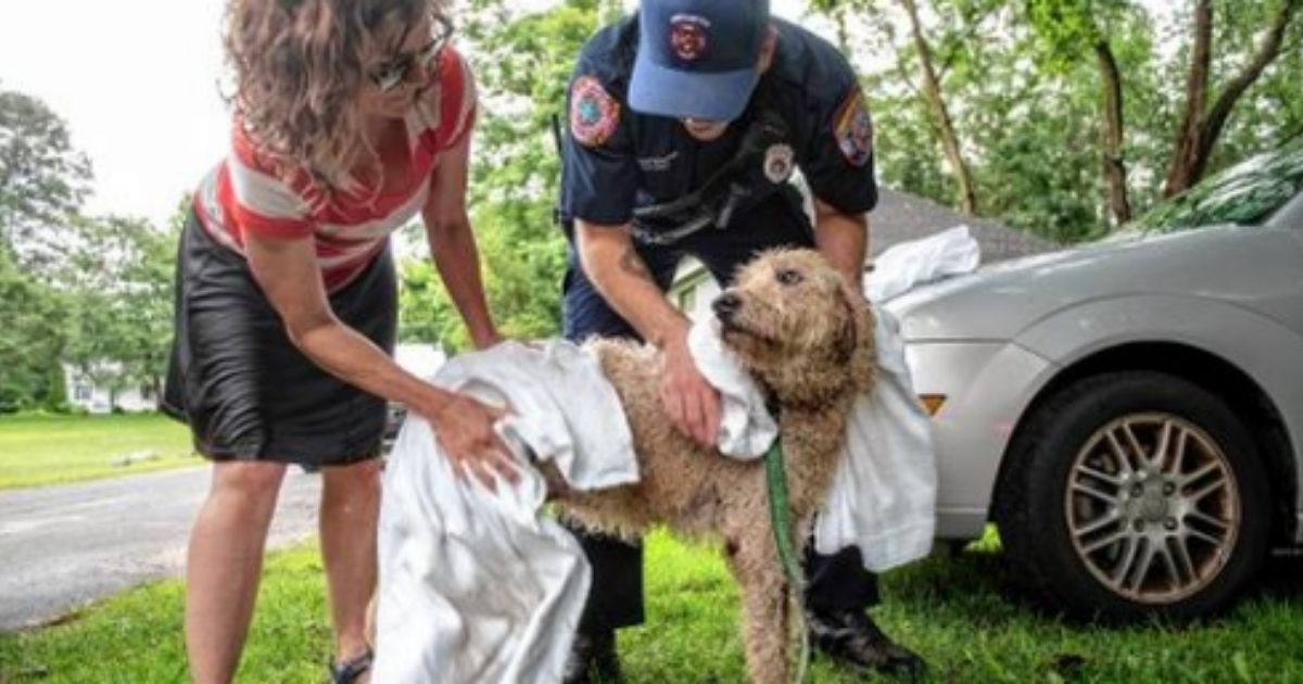 Firefighters Race to the Rescue After Woman Jumps Into River to Save Senior Dog from Raging Current