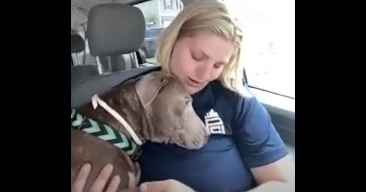 After Dog Gets Kidnapped, Owner Gets Shocking Delivery from States Away