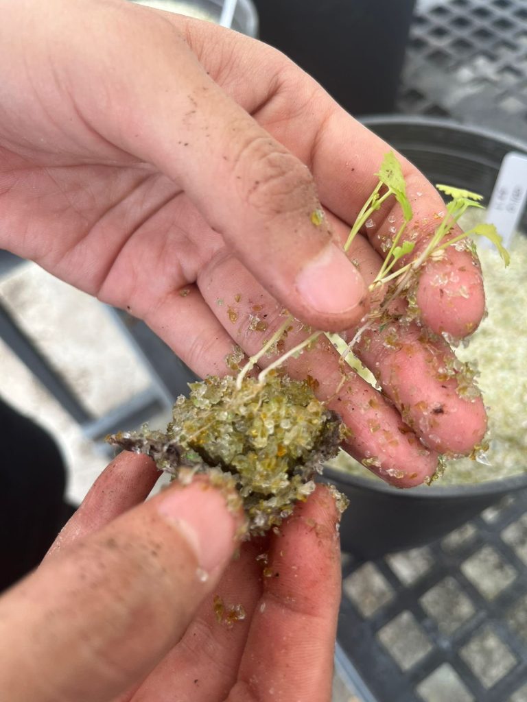 Recycled Glass Accelerates Plant Growth For Salsa Ingredients‌, Research Finds
‌