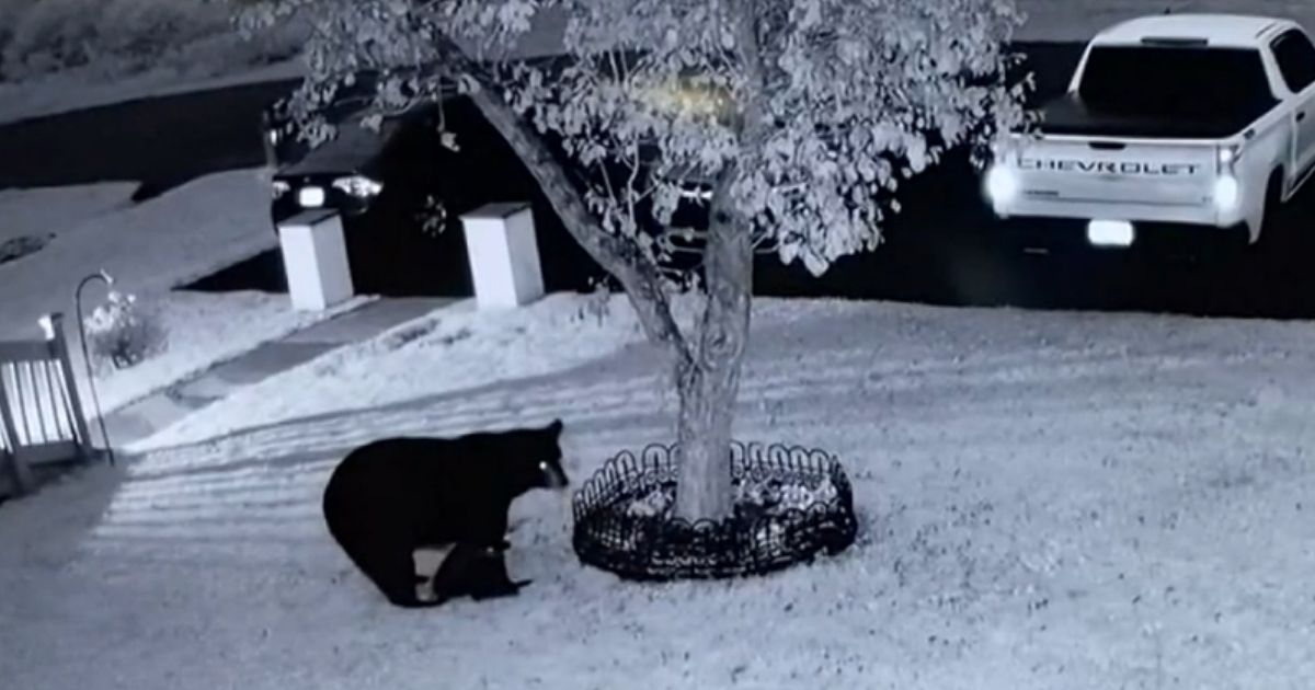 Gruesome Bear Attack Leaves 2 Dogs Injured, Owner 'Inches' Away from Being Mauled Himself