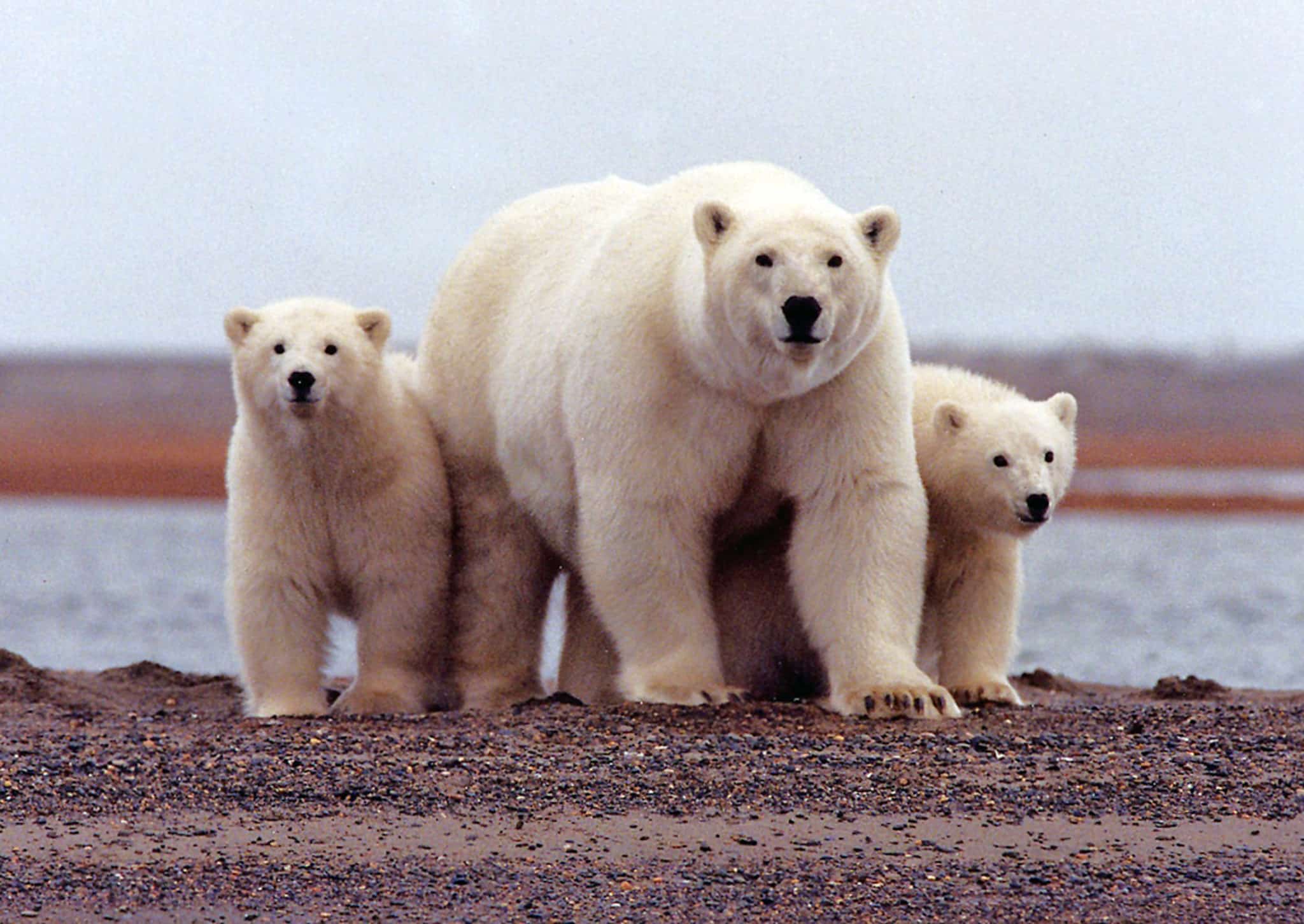 Trump Admin Seeks To Allow Polar Bear Disturbance for Oil in Alaska Refuge