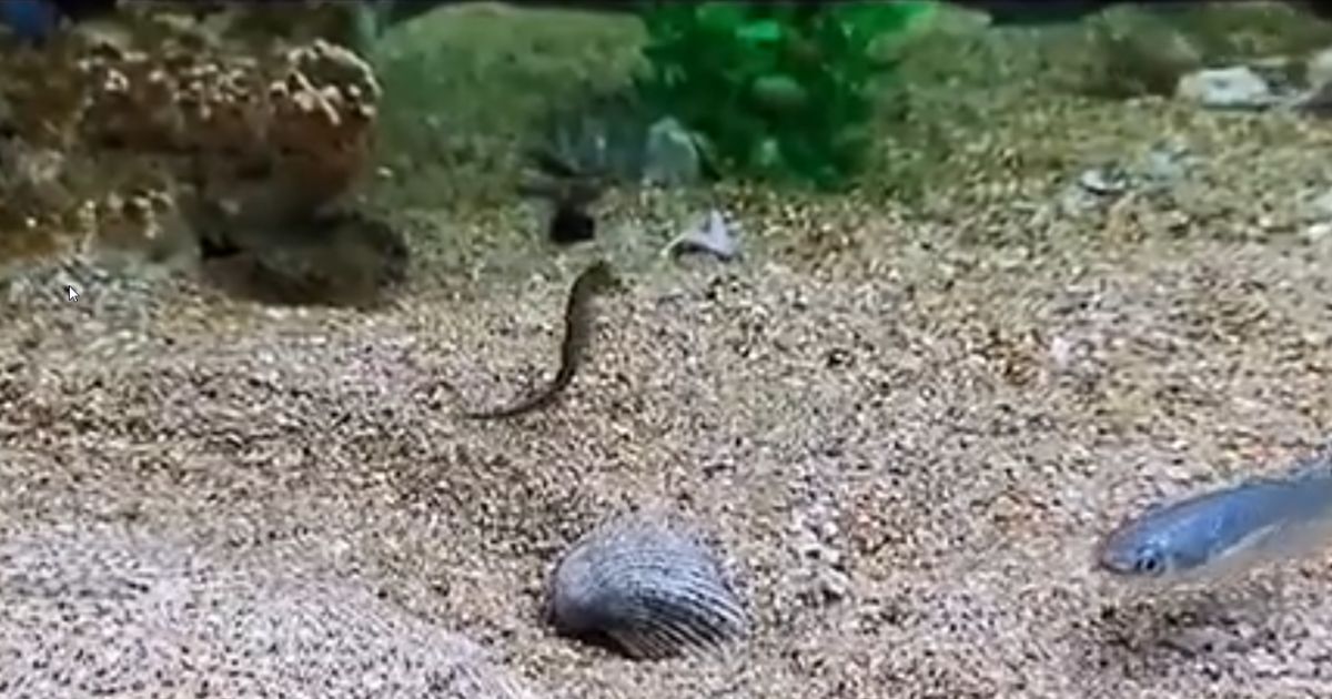 Can You Spot It? Perfectly Camouflaged Predator Makes Lightning-Quick Strike, Victim Never Saw It Coming
