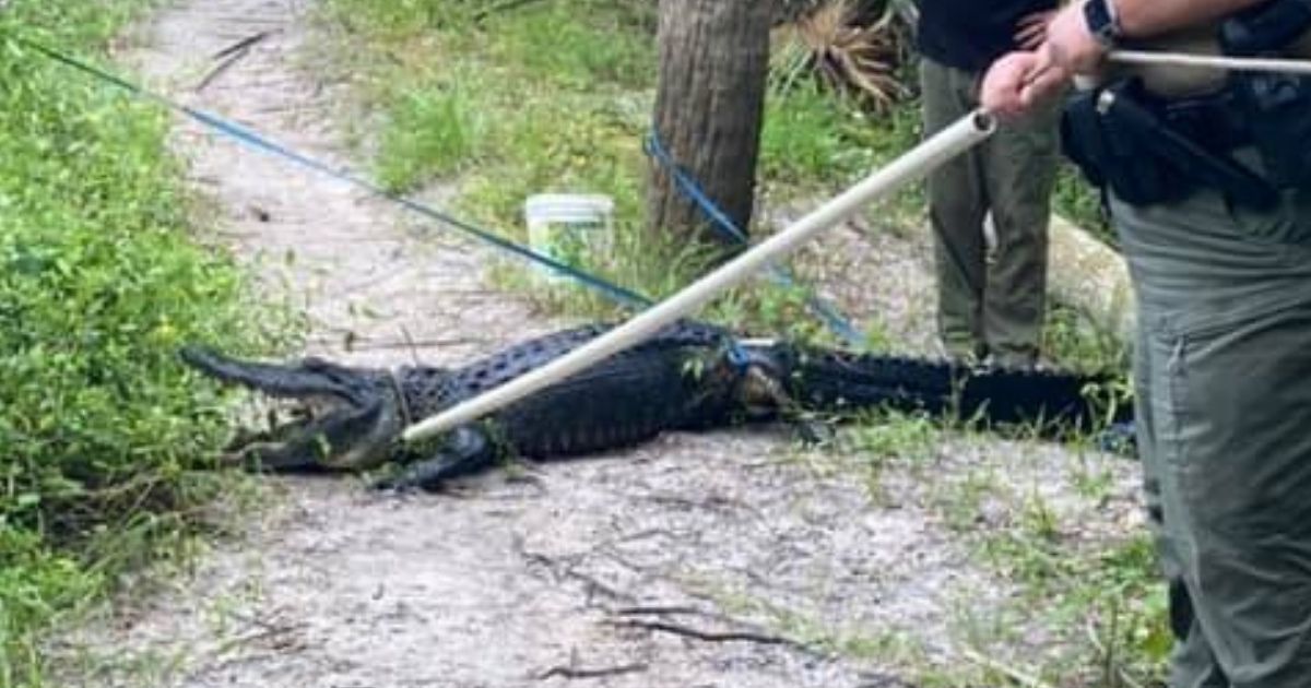 'I'm Dead': Florida Biker Sees No Way Out After Losing Control and Ending Up in Water with Deadly Alligator