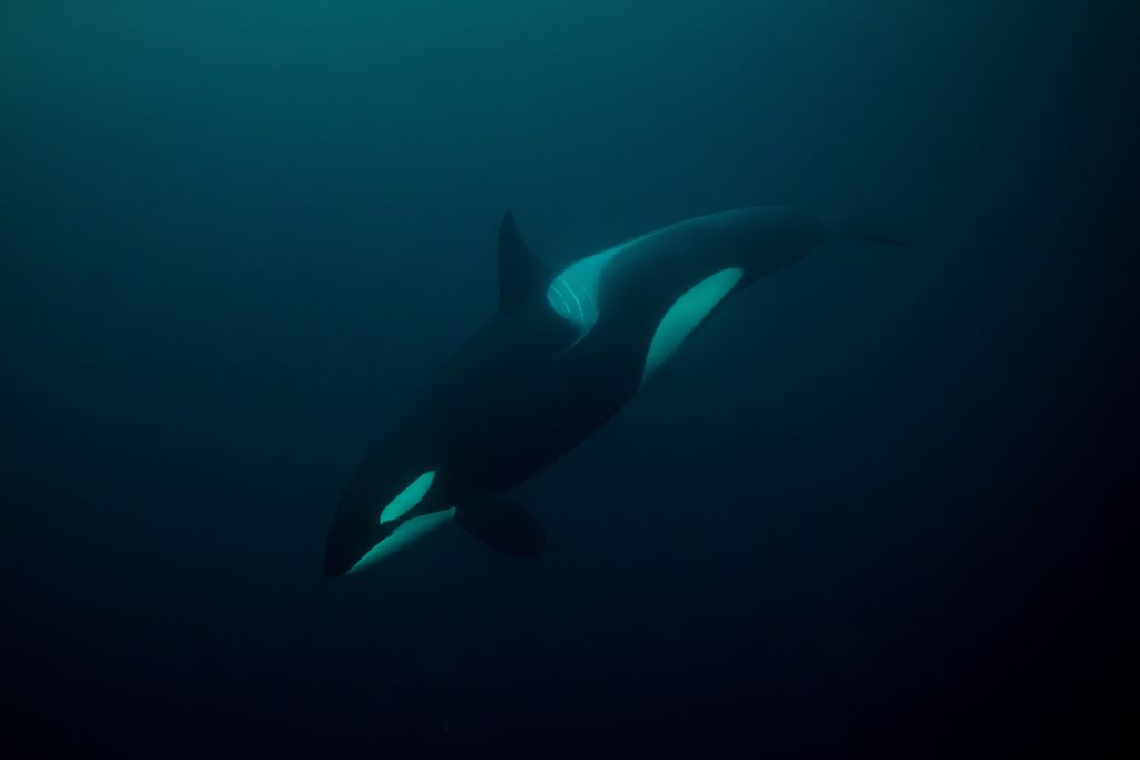 Orcas Caught on Camera Hunting Great White Sharks for Their Livers off Mexican Coast