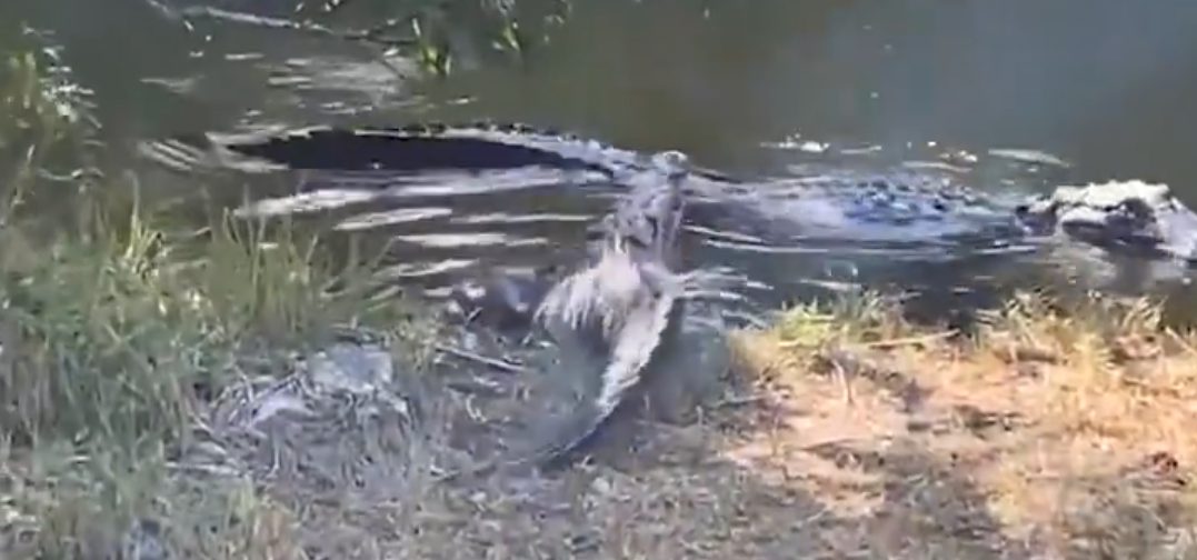 Watch: Crocodile Confronts Alligator in Tense Everglades Standoff