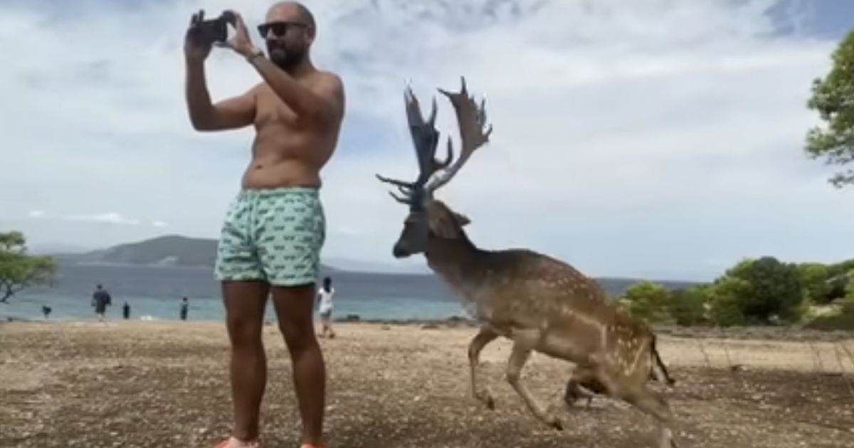 Tourist Fails to Respect the Local Deer; Buck Teaches Him a Painful Lesson He Won’t Soon Forget
