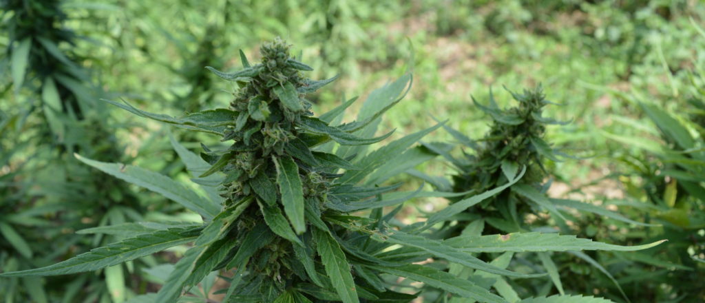 President Of ICE-Raided Pot Farm Doled Out Thousands In Donations To Newsom, Dems