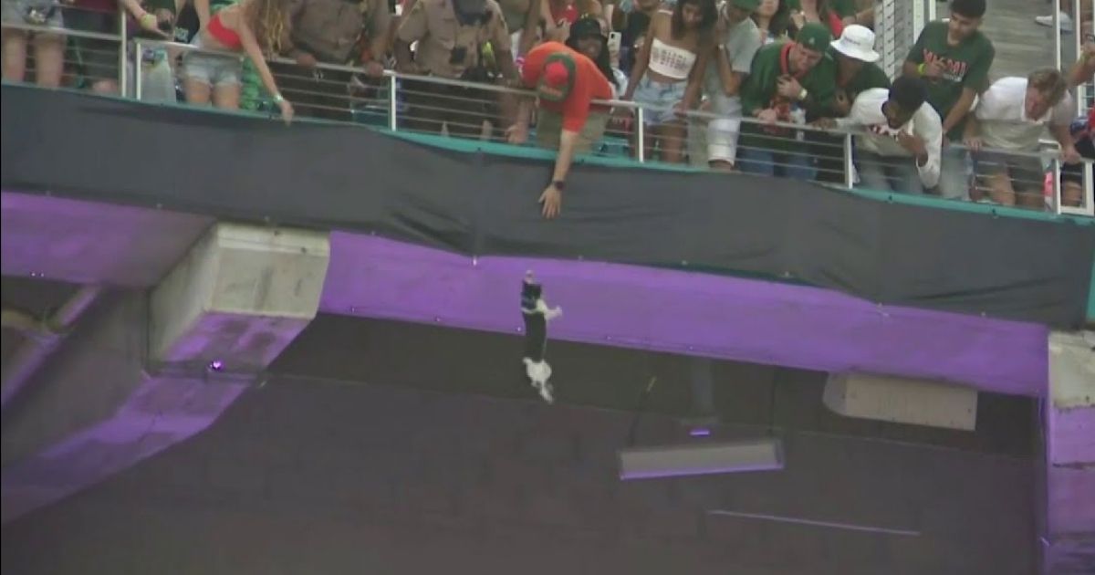 Football Fans Make Daring Rescue After Noticing Cat Dangling From Ledge