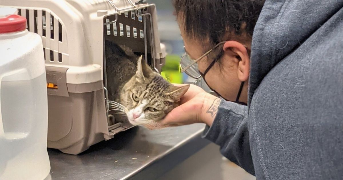 Home for the Holidays: Cat Missing for Six Years Finally Reunited with Owner in Time for Christmas