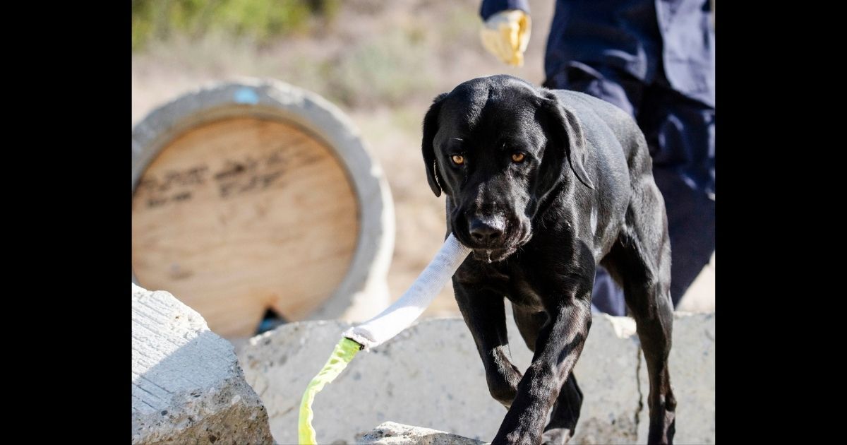 After Being Rescued Himself, 'Gentle Giant' Pup Joins Search and Rescue Crew in California
