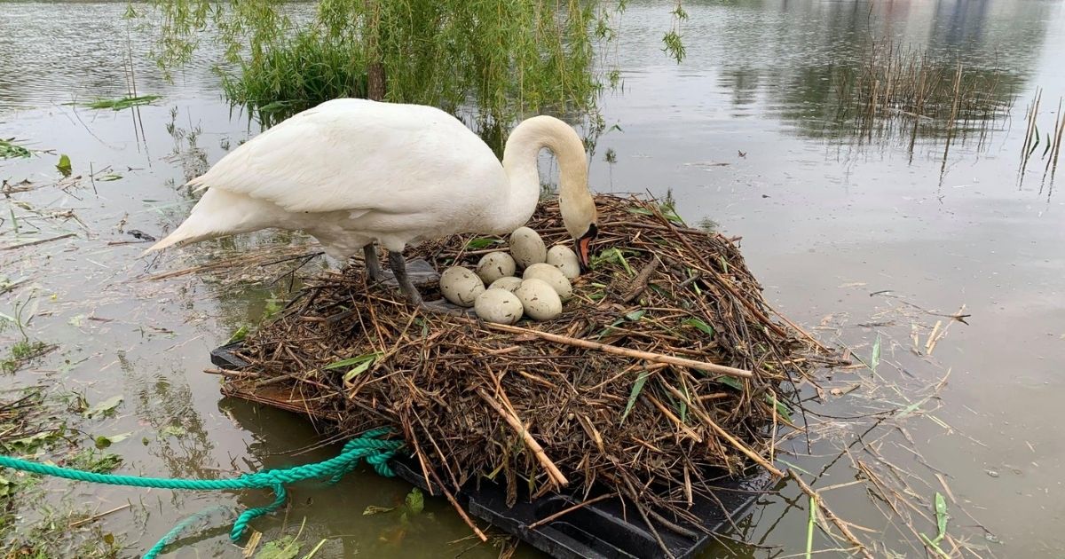 Man Builds Raft to Save Swan's Eggs After Decade of Watching Her Lose Them to Foxes and Floods