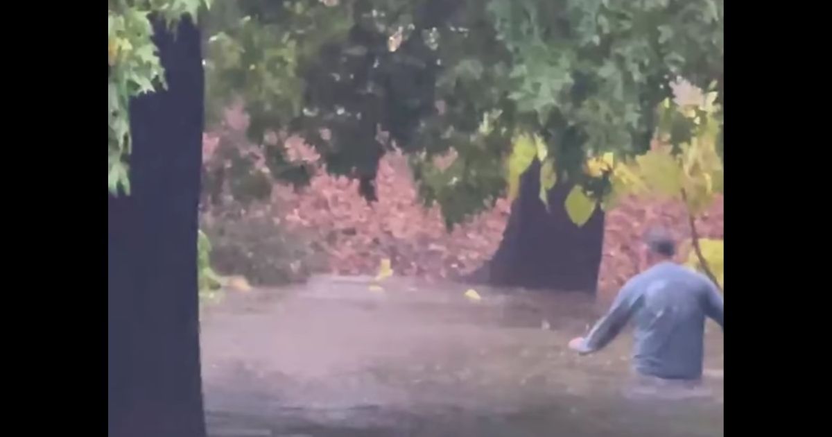 'It's Drowning': Man Saves Feral Kitten After Wife Spots It Being Carried Away by Flood