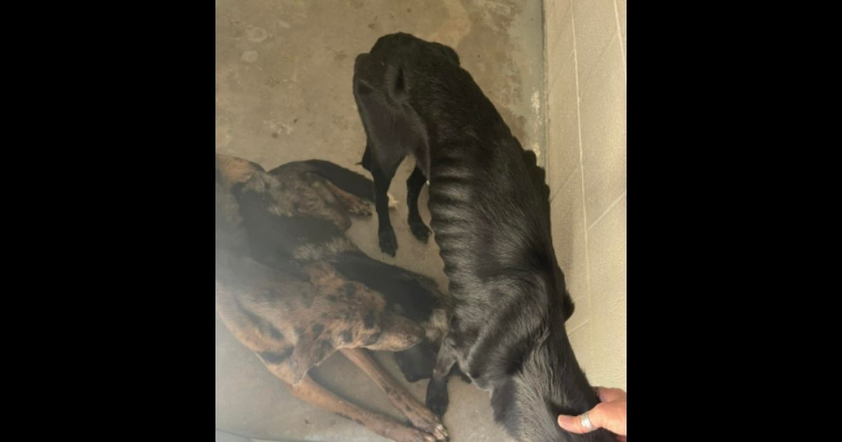 After Good Samaritan Spots Emaciated Dog at House, Authorities Investigate and Seize 18 Dogs and 5 Cats