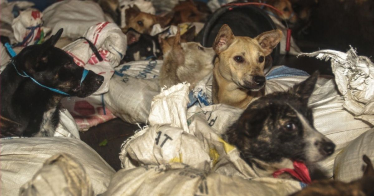 Video: Rescuers Intercept Truck Carrying 53 Dogs Tied Up and Headed for Illegal Slaughterhouse
