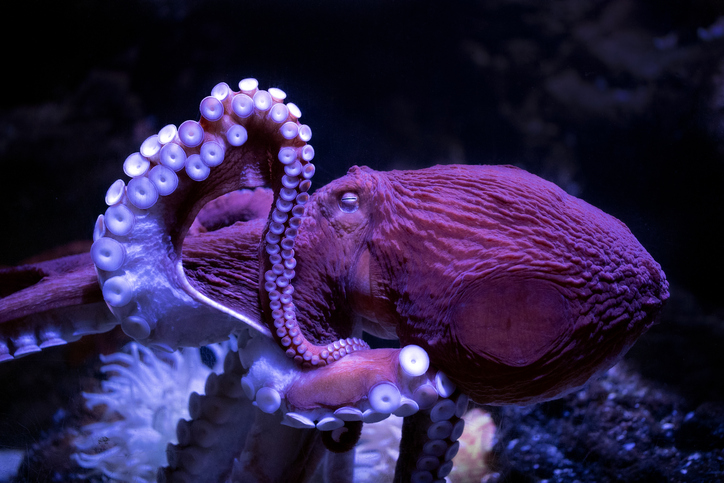 Beloved Octopus at California Aquarium Nears End of Life, Inspires Outpouring of Love