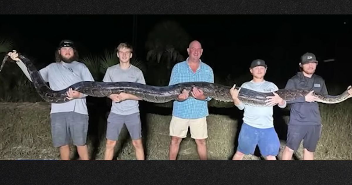 Five Men Jump on Massive Snake in US Swamp, Come to Big Realization When It Starts to Move