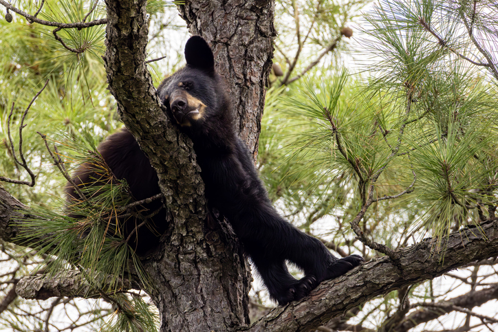 Unexpected Visitor: Wild Black Bear Sneaks Into Zoo, Says Hello to Residents