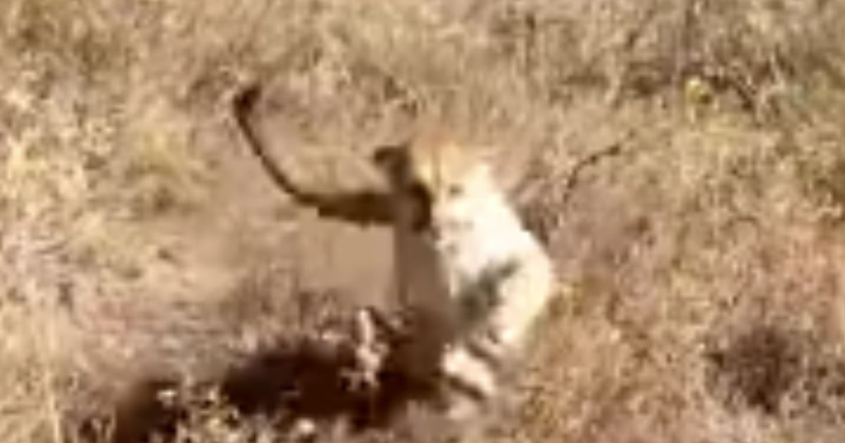 Watch: Hunter Whips Out His Pistol After Realizing He’s Being Stalked by an Apex Predator