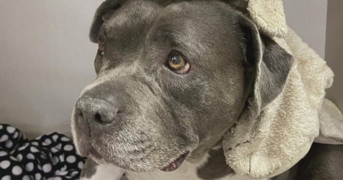 'It's a Miracle': Dog Is Lone Survivor in Fatal Plane Crash, Vet Stunned by Her Condition