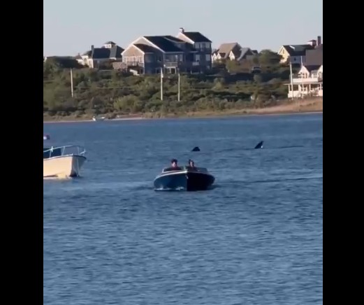 Video: Massive 20-Foot Shark Spotted Off Rhode Island Coast