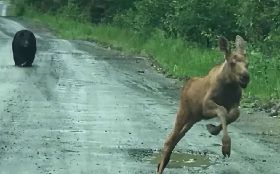 Fishing Trip Turns Into Wildlife Rescue as Couple Intervenes in Bear Chase