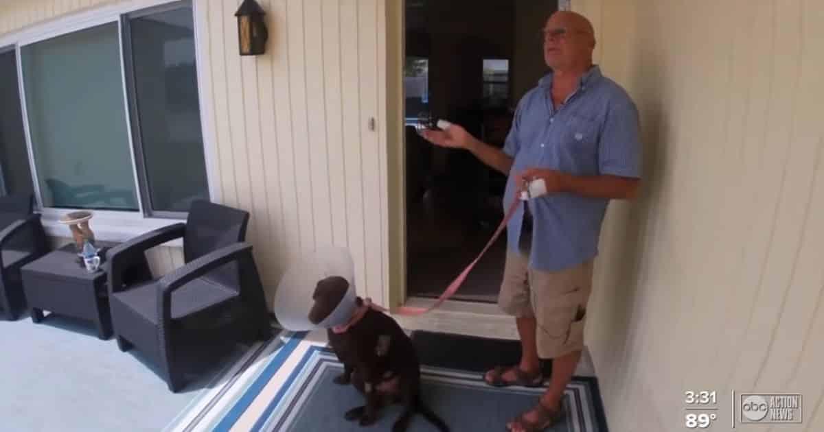 Man Jumps Into Pond to Wrestle 8-Month-Old Puppy from Jaws of Alligator