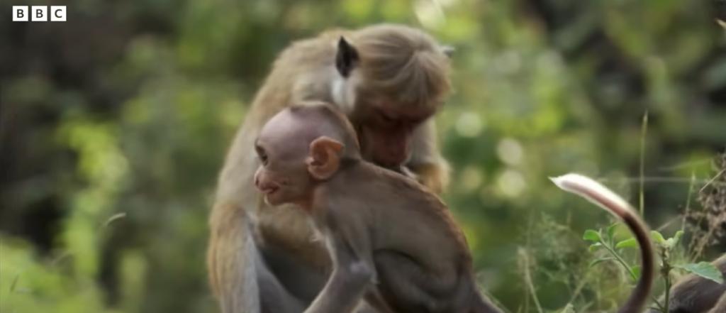 Ex-NIH Director Concealed Problems With ‘Pointless’ Baby Monkey Abuse Studies, Kept Funding Them Anyway