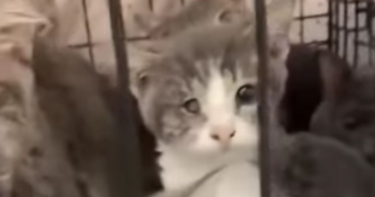 Cat Crisis: Authorities Hit Triple Digits As Kitties Rescued From Home, Onlookers Stunned