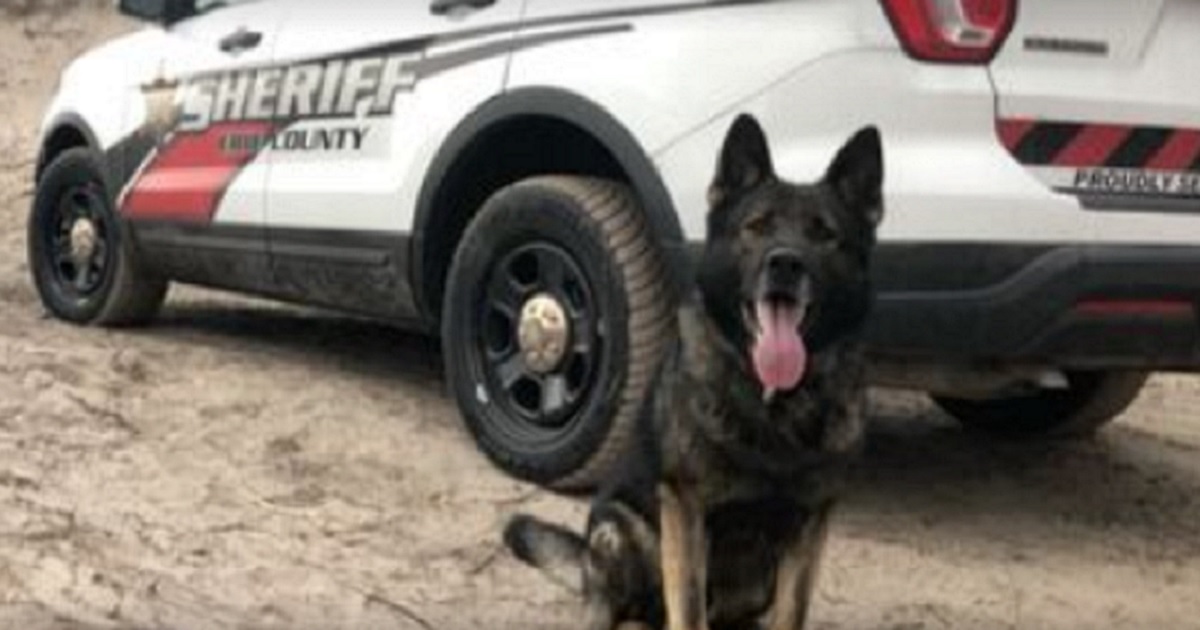 Missing Retired K-9 'Haso' Found Dead a Half-Mile from Home, Criminal Investigation Underway
