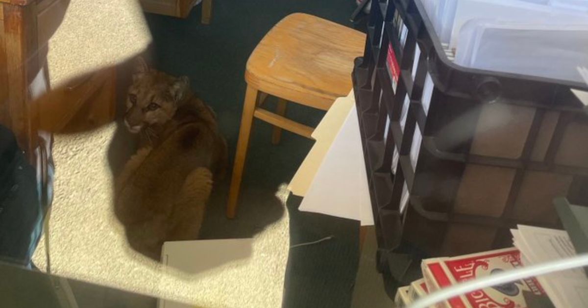 Young Cougar Strolls into English Classroom at High School, At First Official Suspects Senior Prank