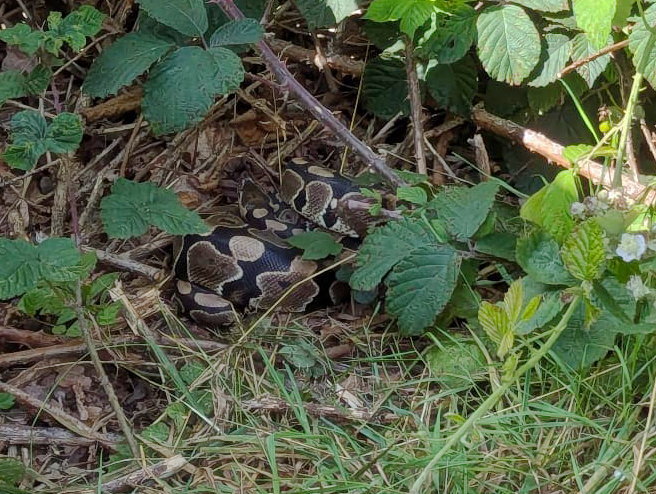 Family Discovers Python During Blackberry-Picking Stroll In Birmingham Park‌
‌