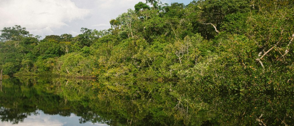Amazon Rainforest Razed To Build Highway For UN Climate Summit