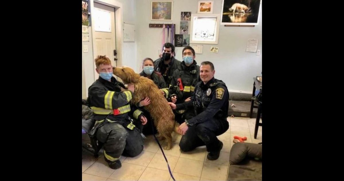 Golden Retriever Saved by Emergency Responders After Terrible Mistake