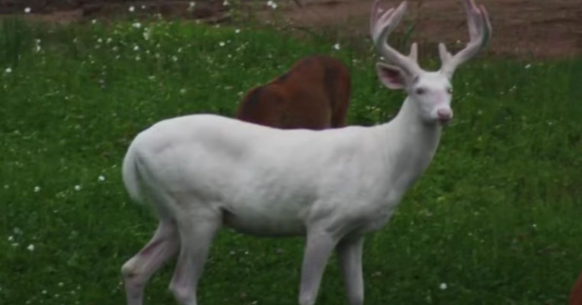 Otherworldly Forest Animal Found Deceased in Wisconsin Woods: ‘The King Is Dead’