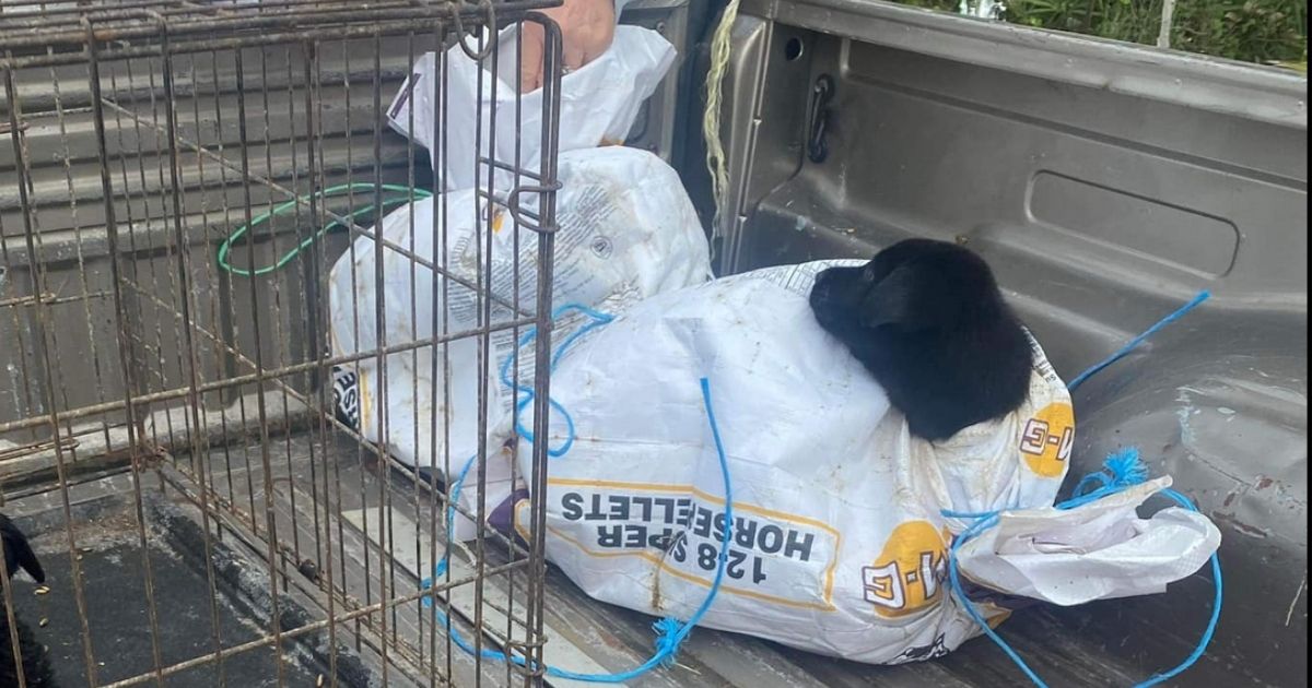 Good Samaritans Find 8 Puppies Tied Up in Plastic Bags, Tossed Into Ditch and Left for Dead