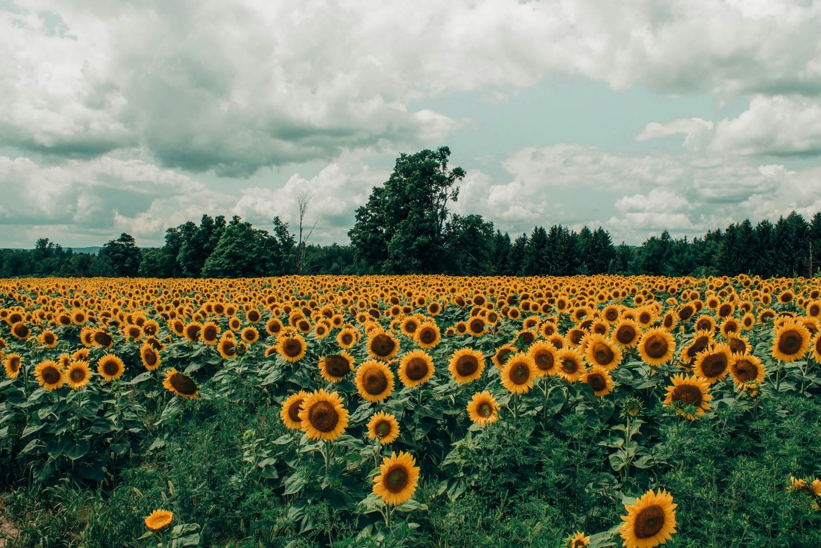 Sunflowers’ Dance Moves Inspire Collective Growth Strategy, Reveals Study
‌