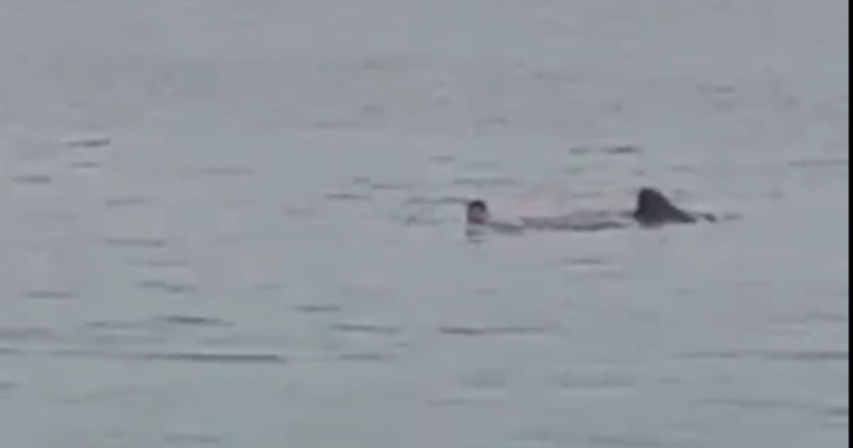 Terrifying Shark Attack Near Crowded Beach – Man Grabbed and Pulled Under